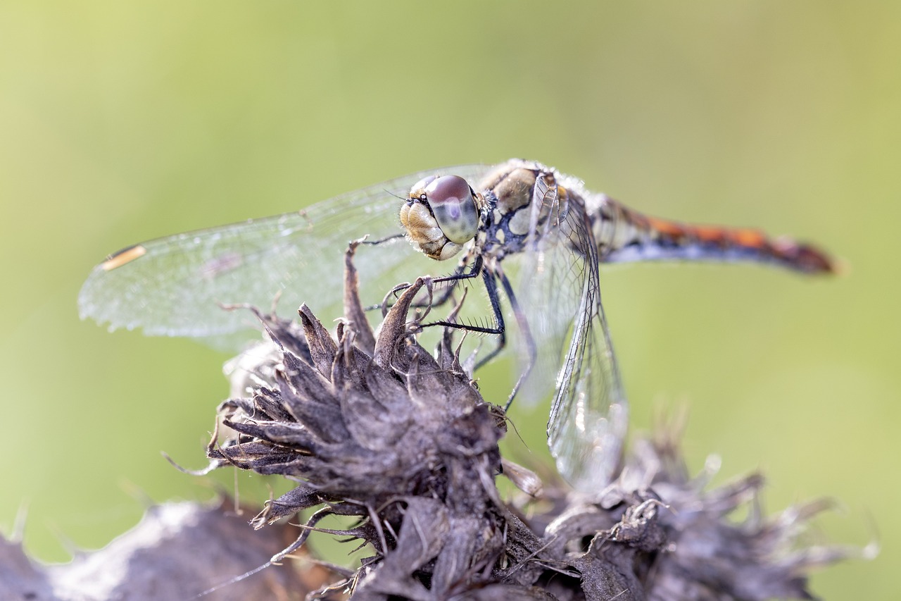 The Impacts of Pesticides on Biodiversity and Health